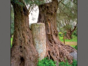Αφίσα αρχαία ελιά Γόρτυνας
