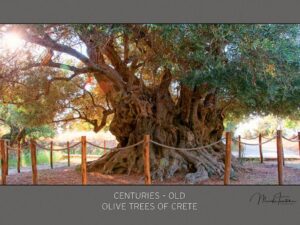 Αφίσα αρχαία ελιά Καβουσίου