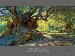 Αφίσα αρχαία ελιά Καβουσίου 2