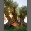Αφίσα αιωνόβια ελιά Ζάκρου